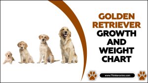 View of Golden Retriever Growth And Weight Chart - A Practical Guide