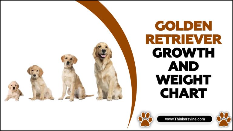 Golden Retriever Growth And Weight Chart - A Practical Guide