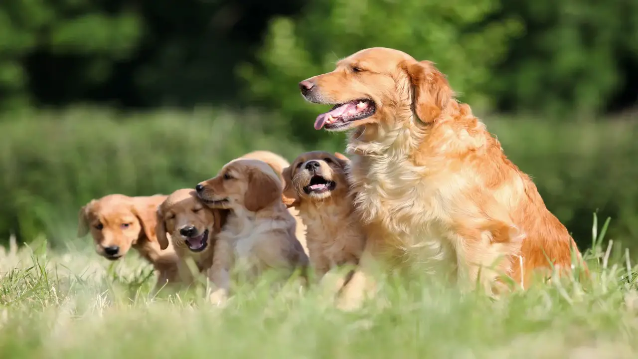 Golden Retriever Growth And Weight Chart From Puppy To Adult In Details