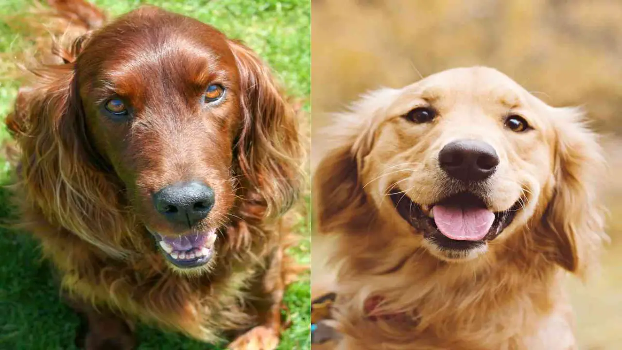 Golden Retriever Or Irish Setter - Which Dog Is Easier To Train