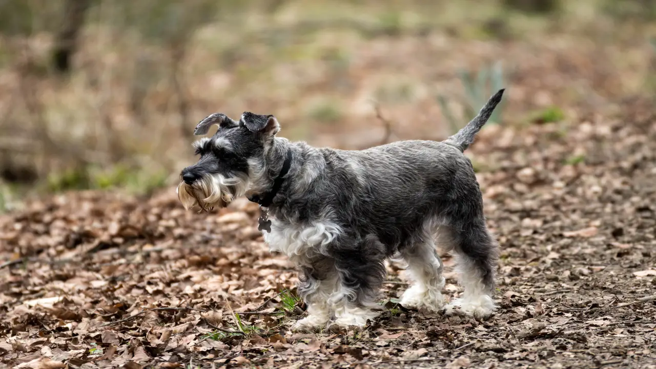 Health Concerns And Lifespan Of Parti-Colored Schnauzers