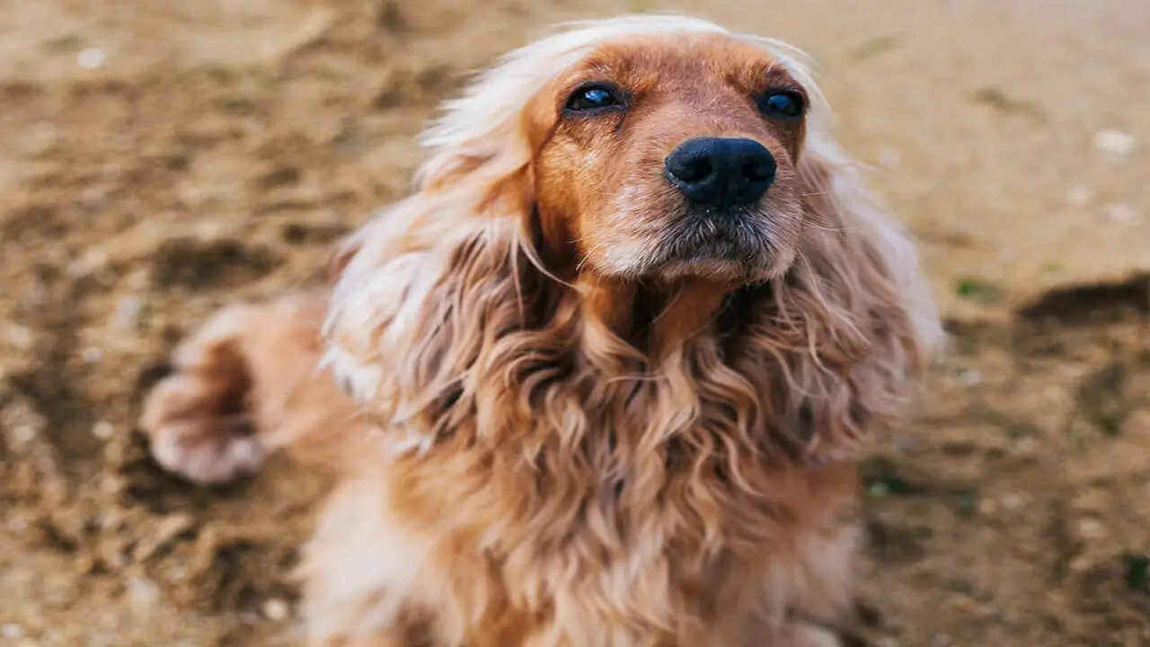 Health Issues That Can Affect Behavior In Cocker Spaniels