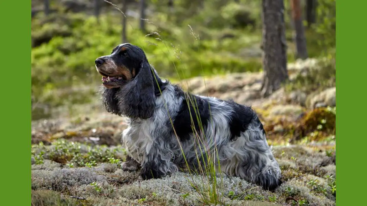 History Of The Roan Cocker Spaniel