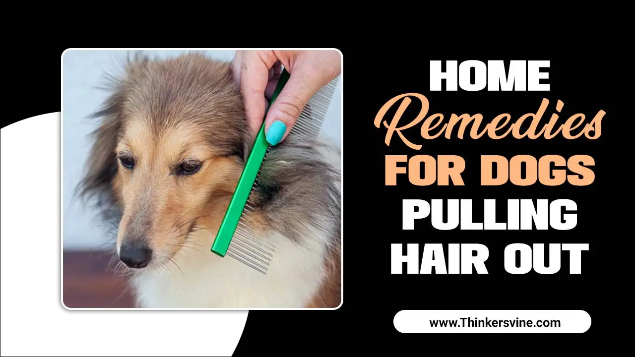 Home Remedies For Dogs Pulling Hair Out