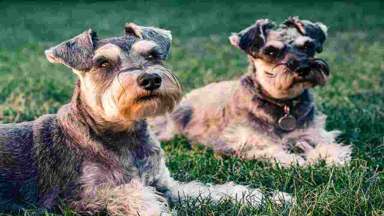 How Big Is A 6-Month-Old Miniature Schnauzer