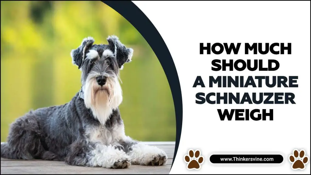 how-much-should-a-miniature-schnauzer-weigh-need-to-know