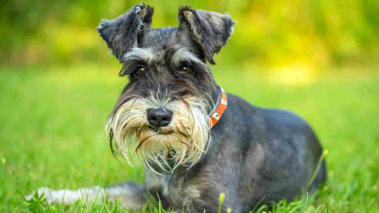 How Much Should A Miniature Schnauzer Weigh – You Should Know