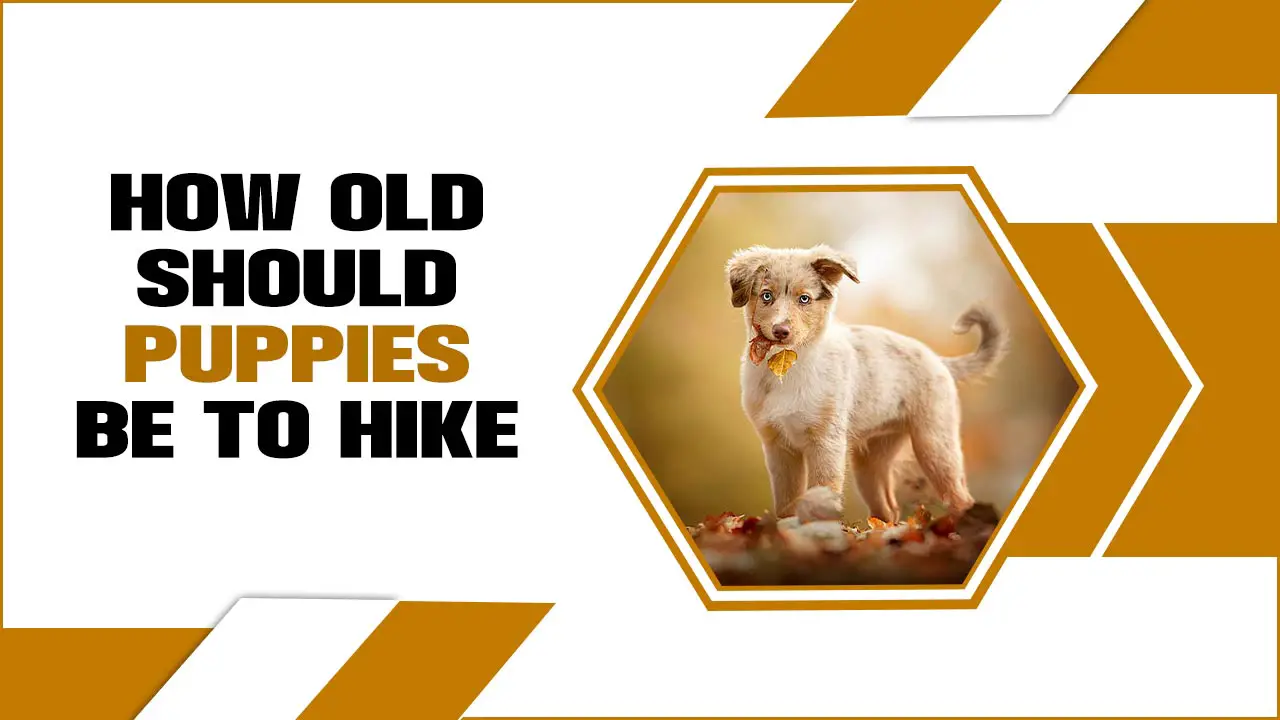 How Old Should Puppies Be To Hike