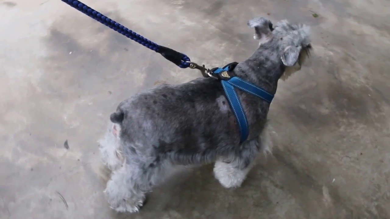 How To Know If Miniature Schnauzer Is Overweight
