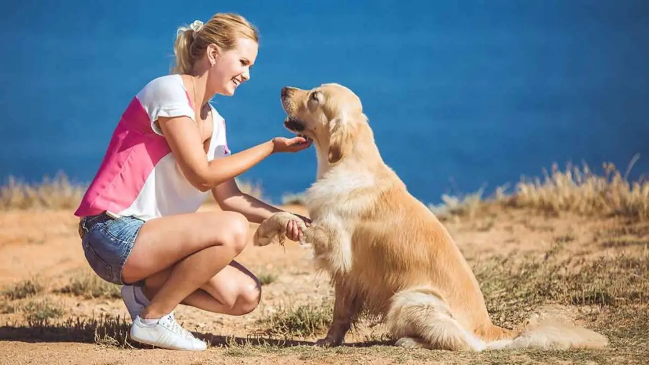 How To Manage This Habit - Training Your Golden Retriever