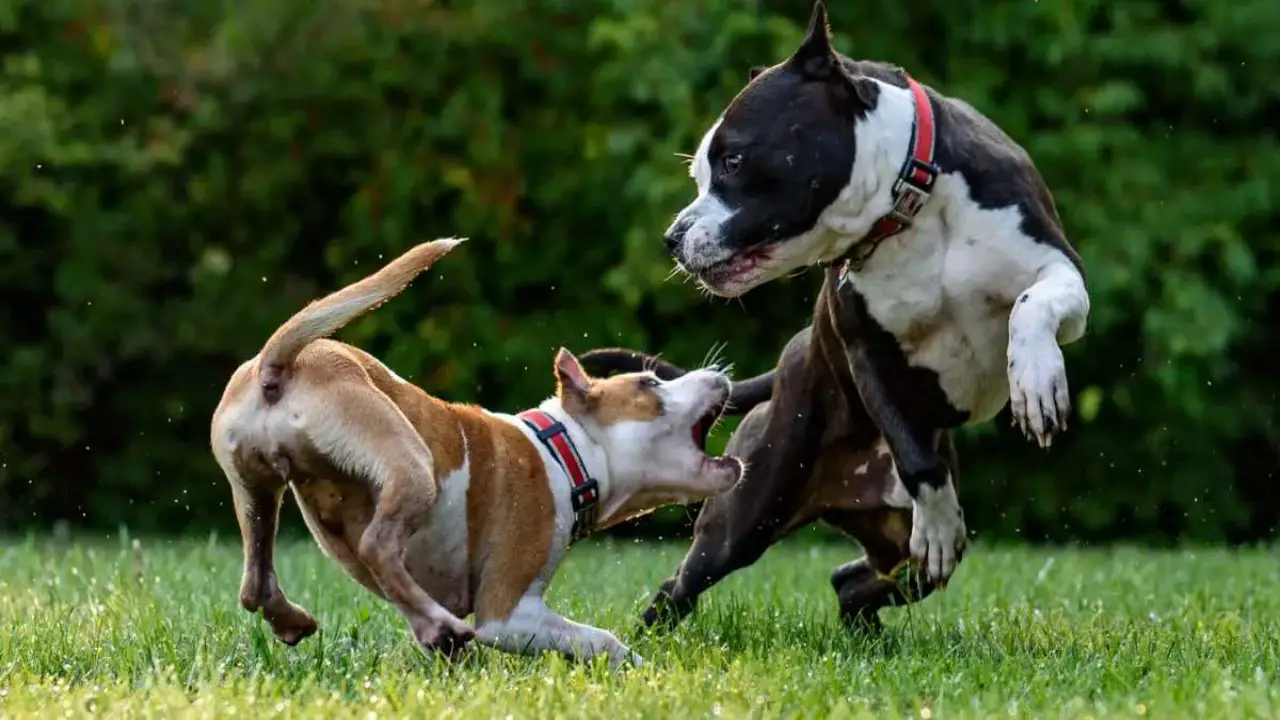 How To Stop A Pitbull Attack - The Do And Don't The Don'ts