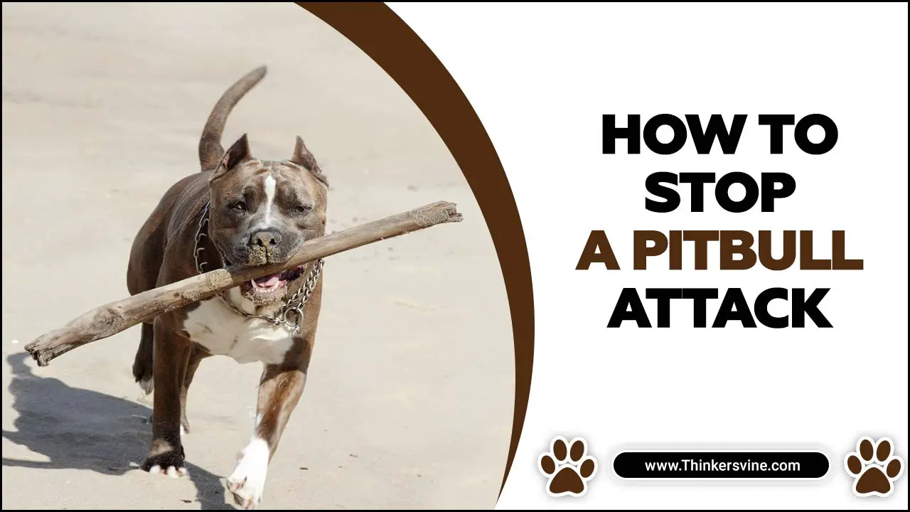 How To Stop A Pitbull Attack