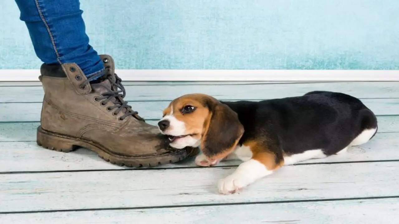 How To Stop Puppy Biting Ankles When Walking