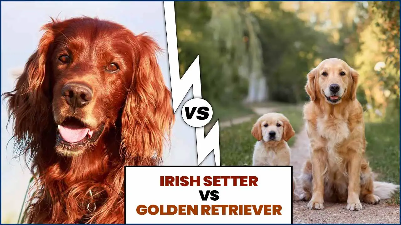 Irish Setter Vs Golden Retriever