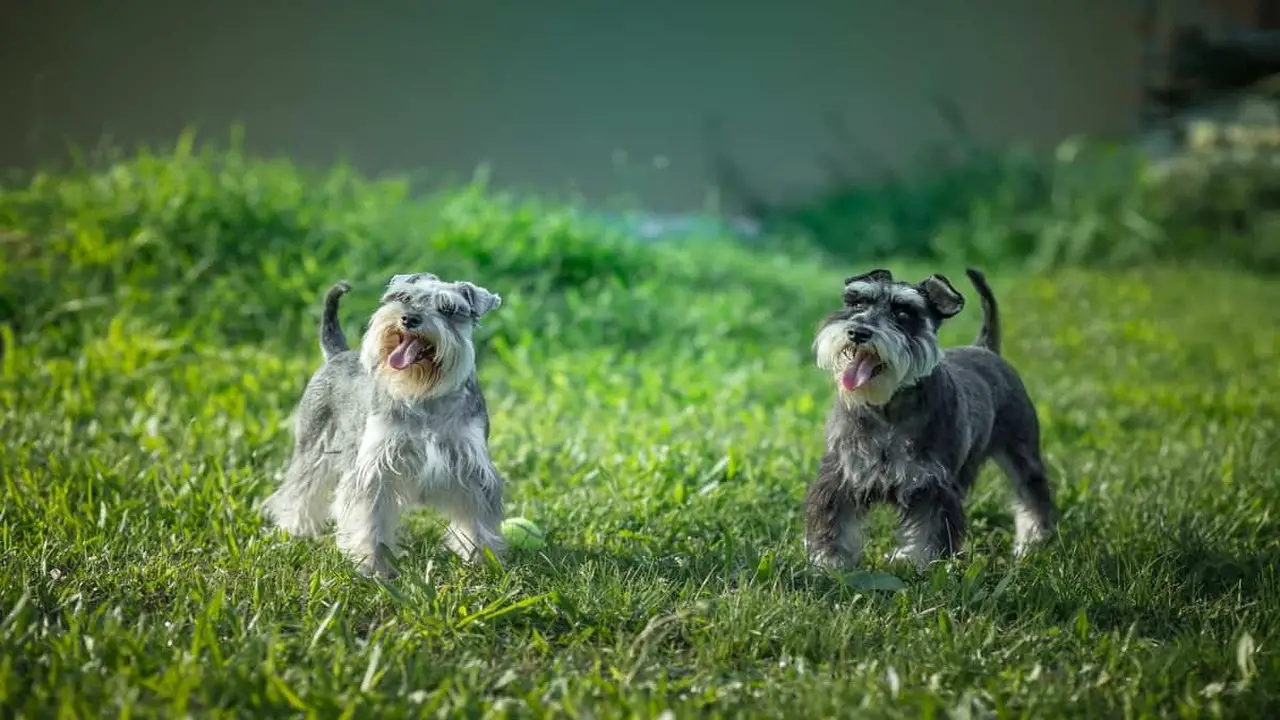 Male vs Female Schnauzer Pug
