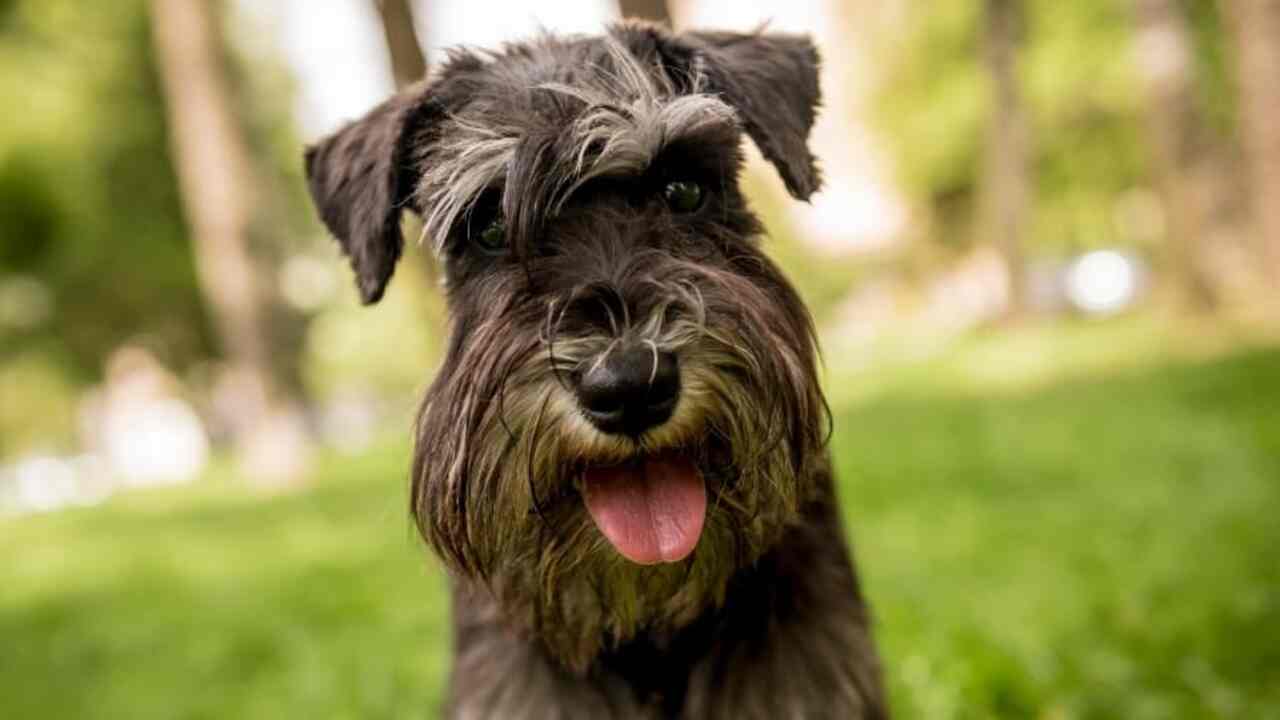 More Information From Experts Of Your Miniature Schnauzer