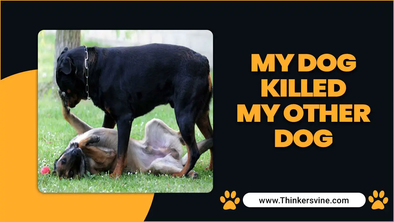 My Dog Killed My Other Dog – You Should Now