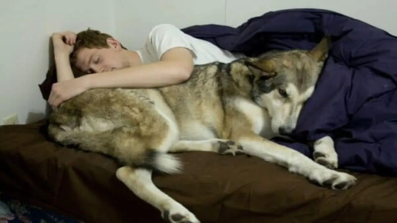 Other Reasons Why You’re Dog Sleeps Between You And Your Husband