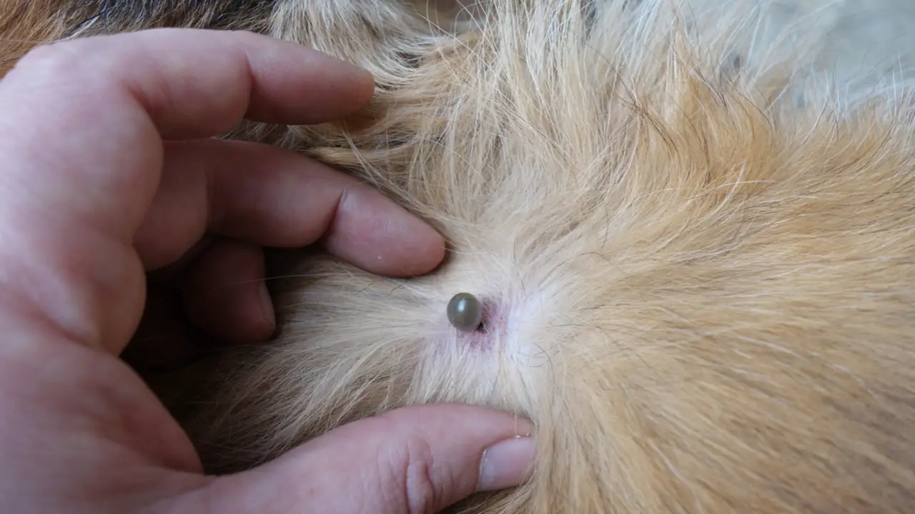 Parasitic Bugs On Dogs That Don’t Jump