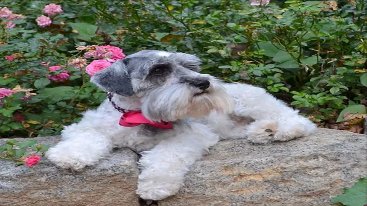 Parti Miniature Schnauzer Puppies For Sale