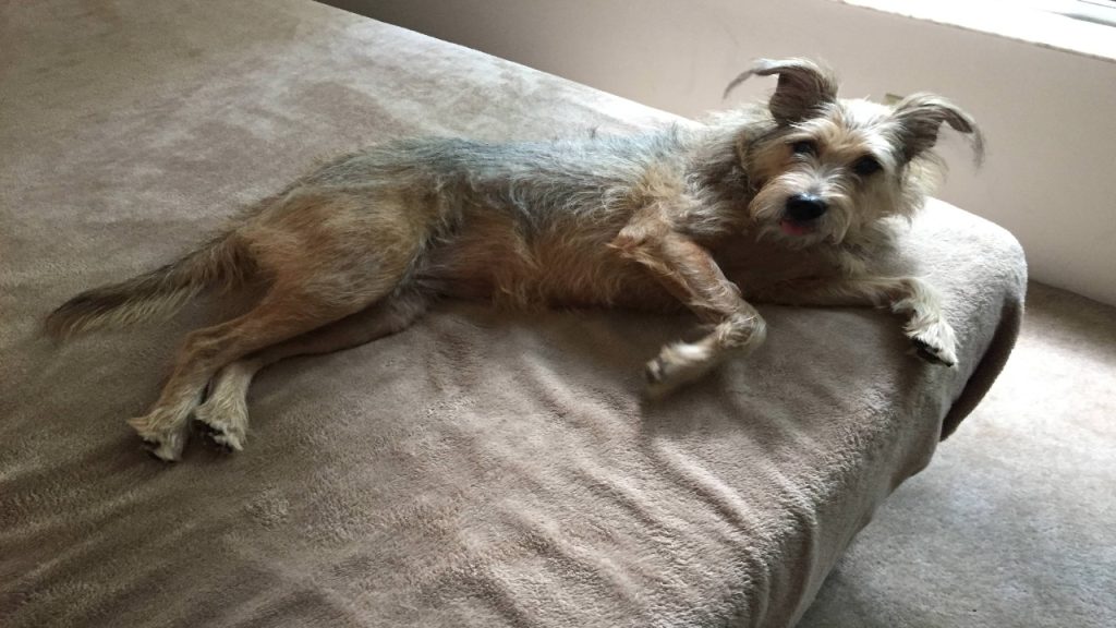 Schnauzer German Shepherd Mix A Guide For Dog