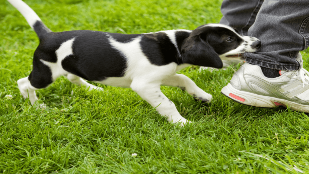 Why Does My Dog Bite My Ankles When I Walk 6 Common Causes