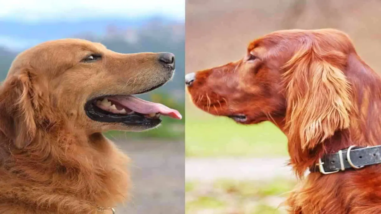 Potential Health Problems In Irish Setters And Golden Retrievers
