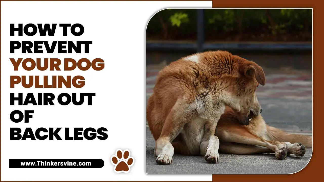 Prevent Your Dog Pulling Hair Out Of Back Legs