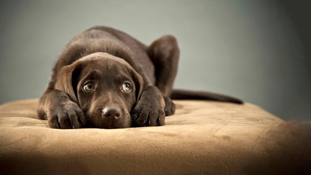 Reduce Stress And Anxiety In Dogs
