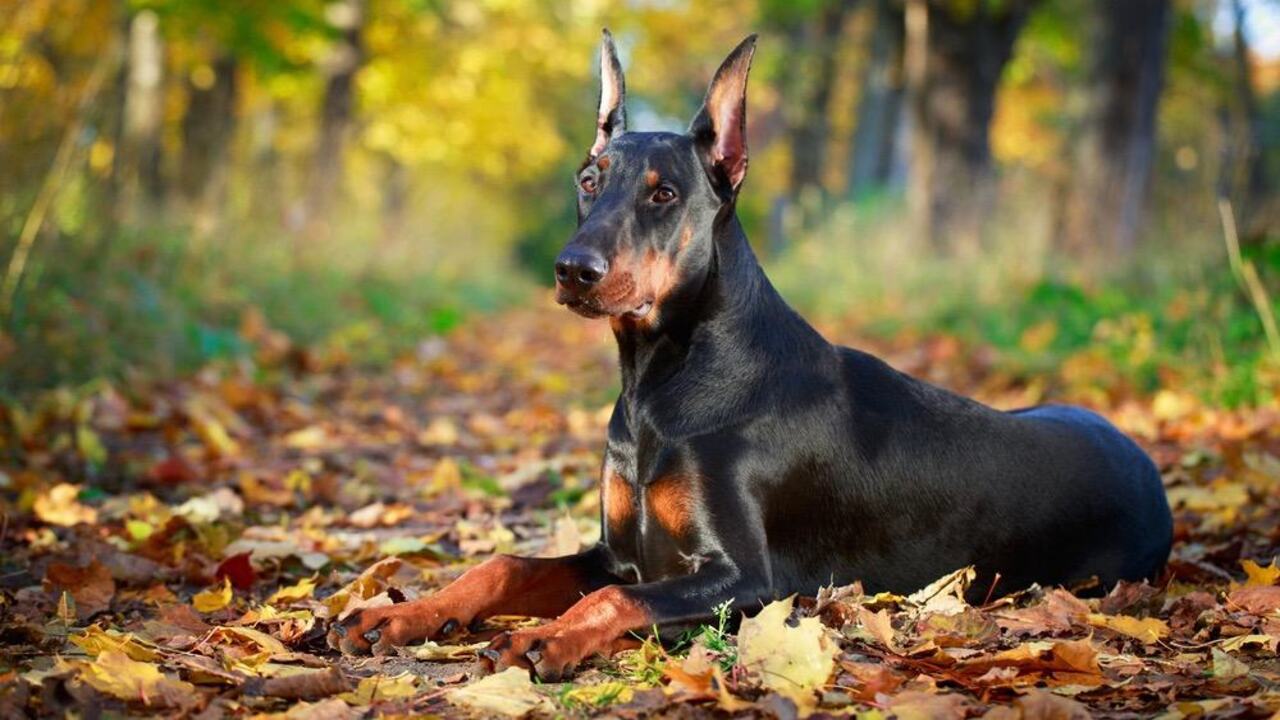 Regular Vet Check-Ups To Address Any Underlying Health Issues Related To Excessive Shedding