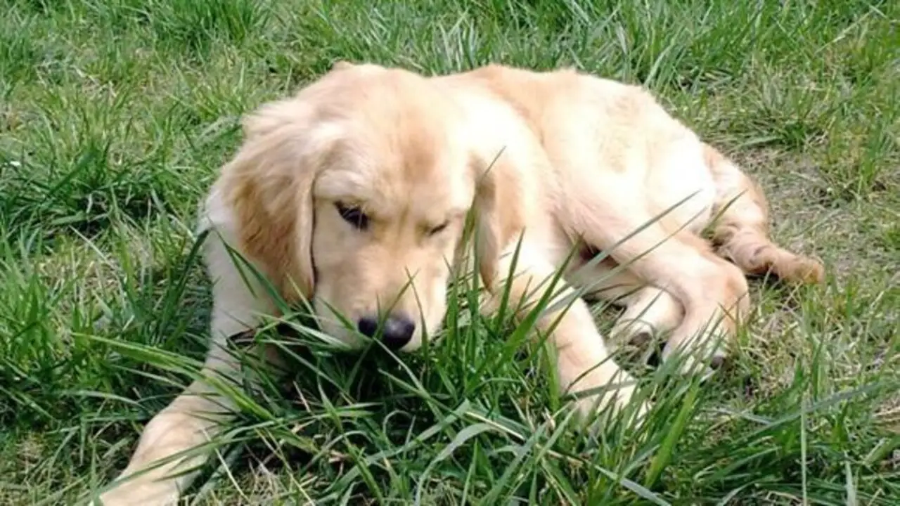 Safe Alternatives To Grass Chewing