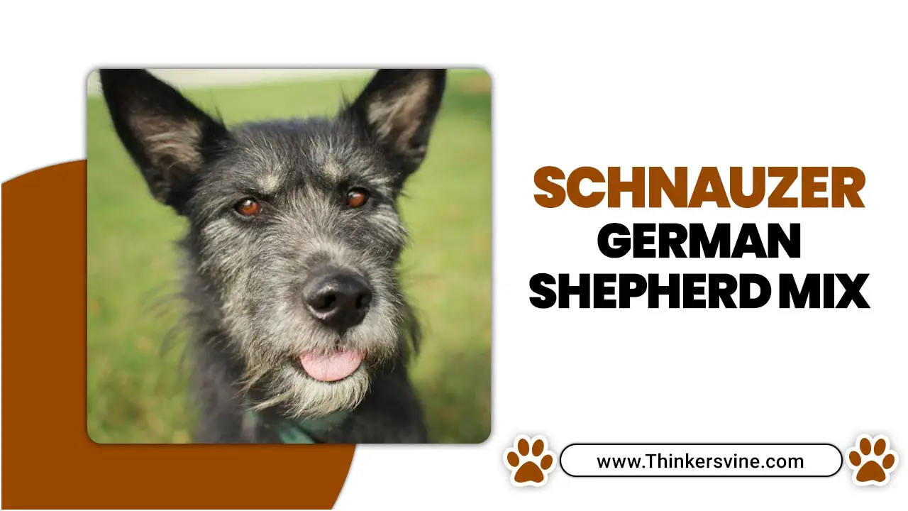 Schnauzer German Shepherd Mix