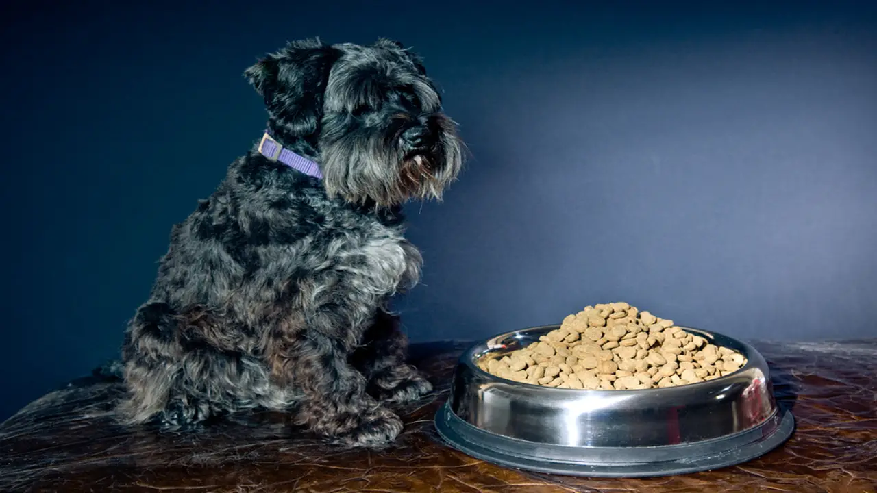 Schnauzer Pug Mix Food & Diet Requirements
