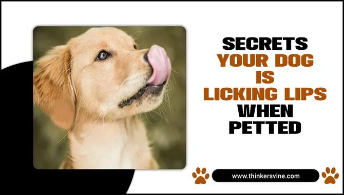 Secrets Your Dog Is Licking Lips When Petted