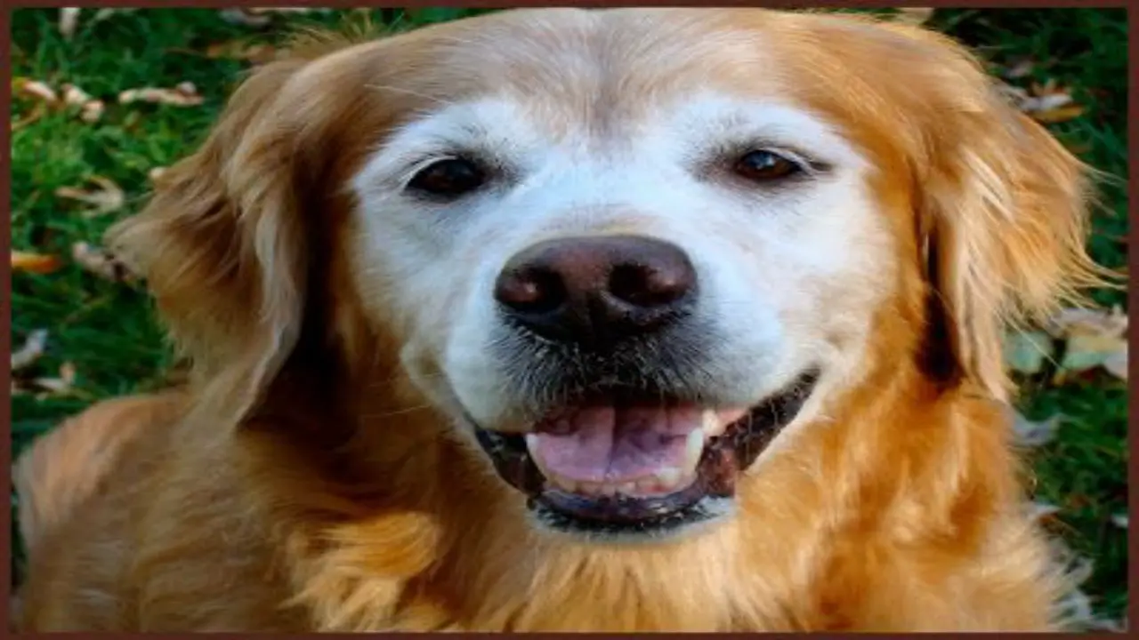 Signs Of Premature Whitening In Golden Retrievers