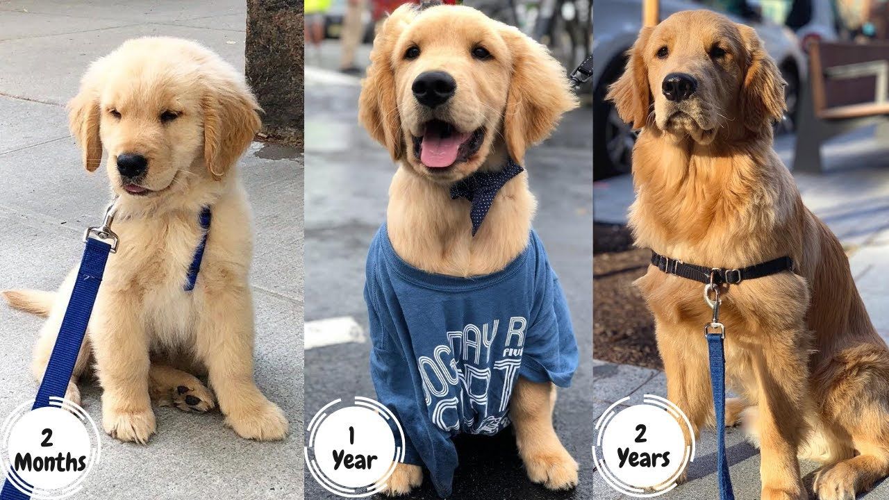 Stages Of Golden Retriever From Puppy To Adult