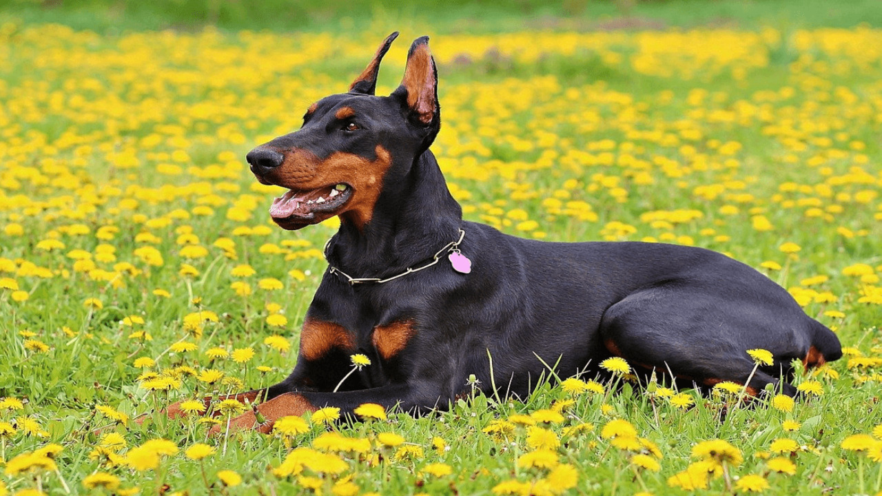 The Importance Of Regular Grooming