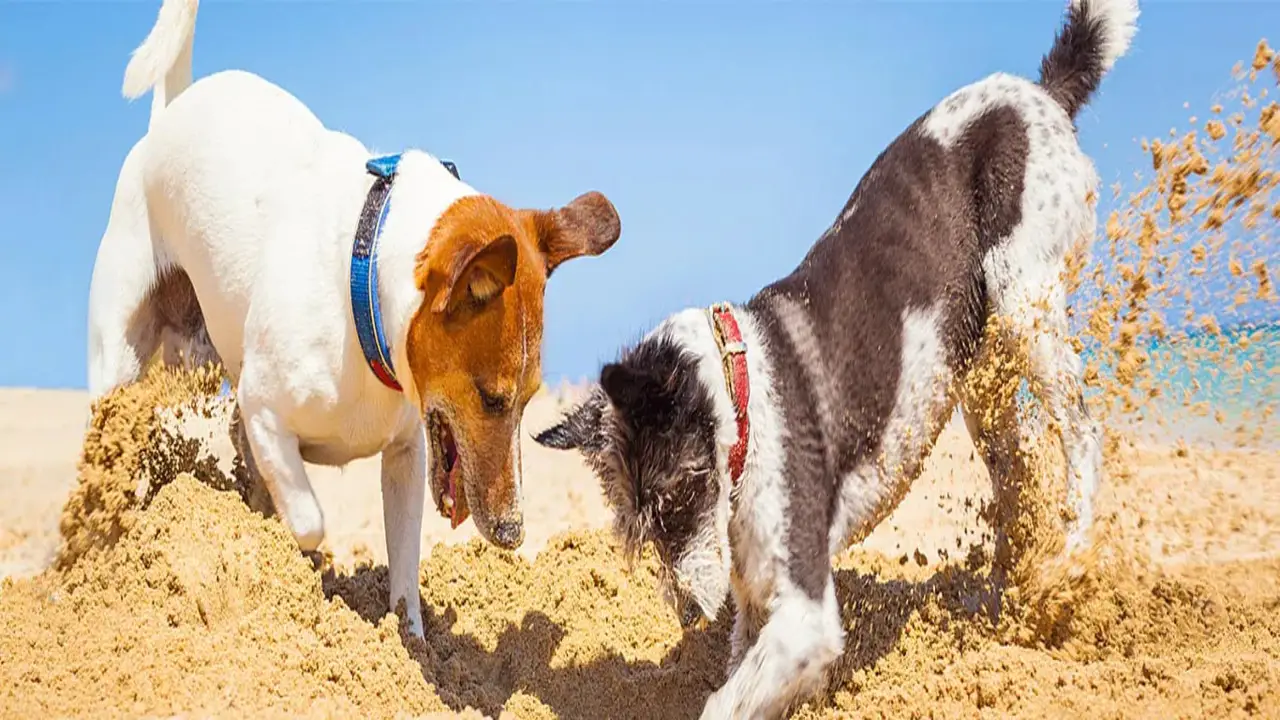 The Importance Of Understanding Your Dog’s Behavior And Needs