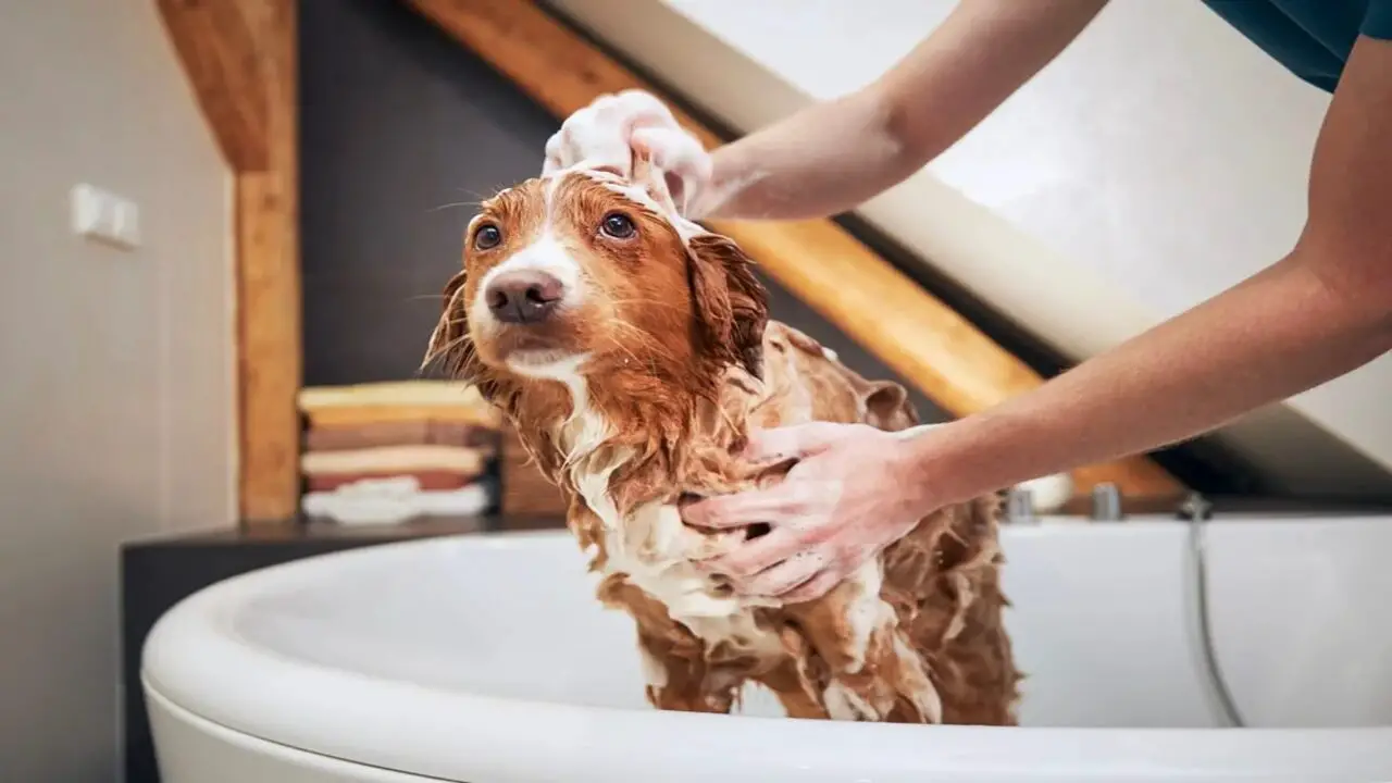 The Right Way To Bathe A Dog