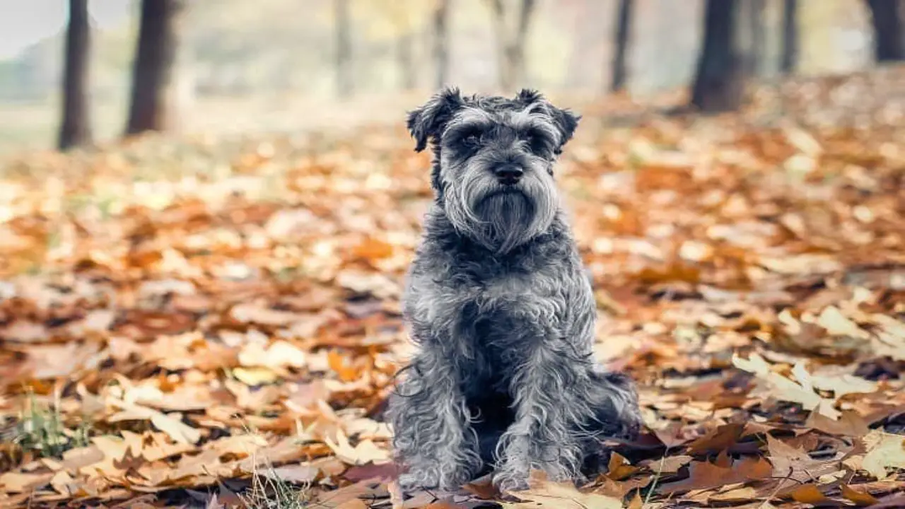 The Schnauzer Labrador Mix - A Perfect Blend Of Two Beloved Breeds