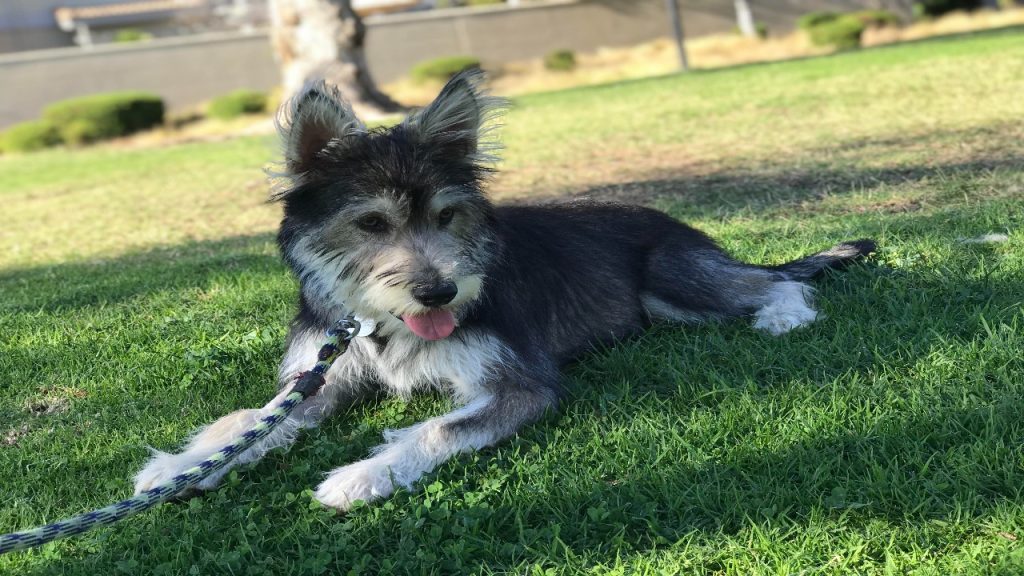 Schnauzer German Shepherd Mix A Guide For Dog