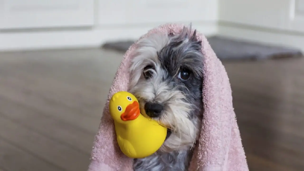 Tips For Keeping Your Pup In The Bathtub During Bath Time