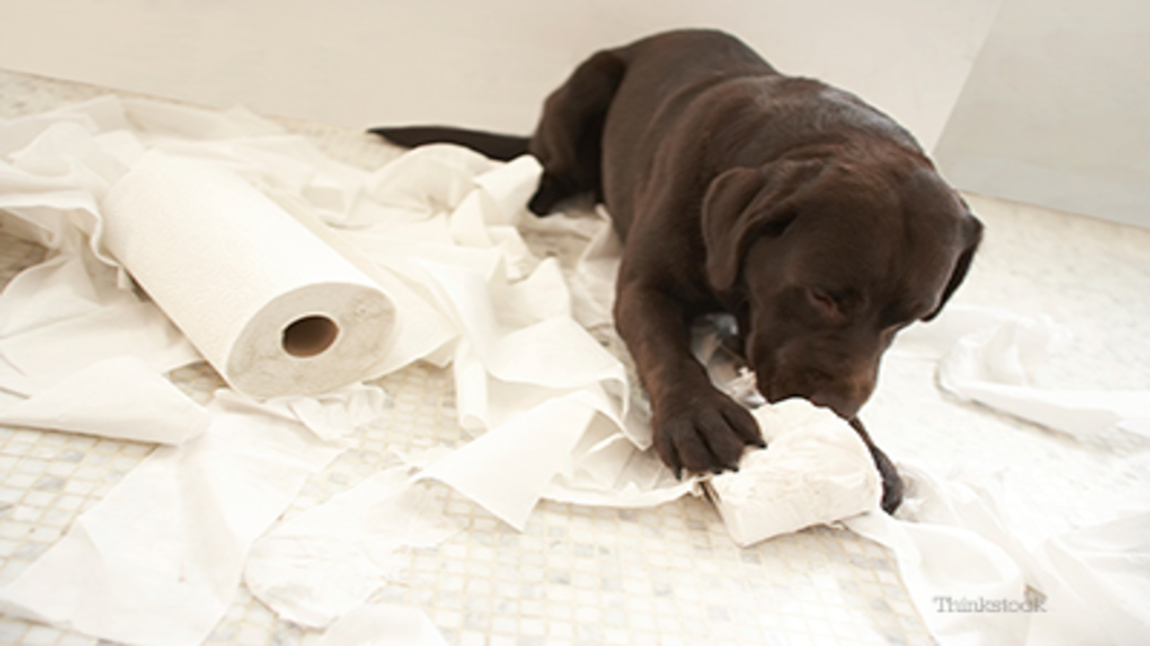 Tips For Managing Your Dog's Behavior When You're In The Bathroom