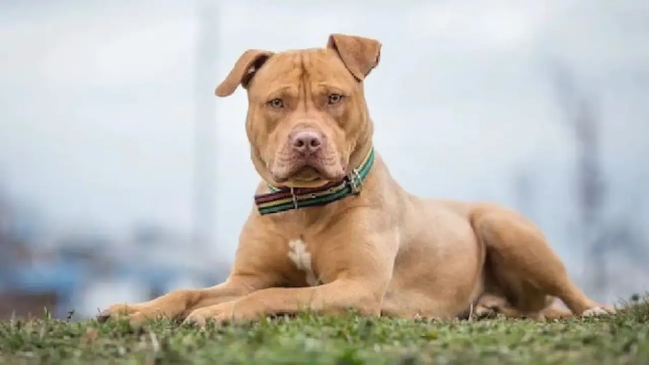 Tips For Preventing Pitbull Attacks In The First Place