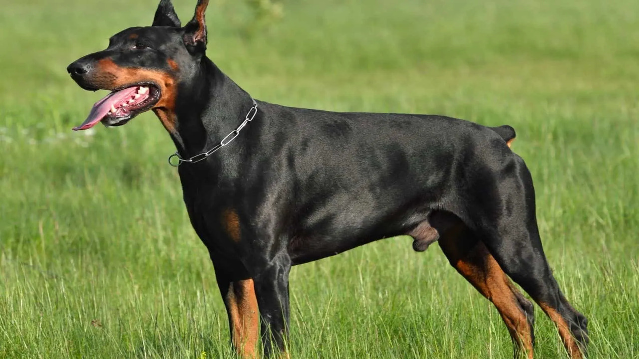 Tips For Stop Doberman Shedding