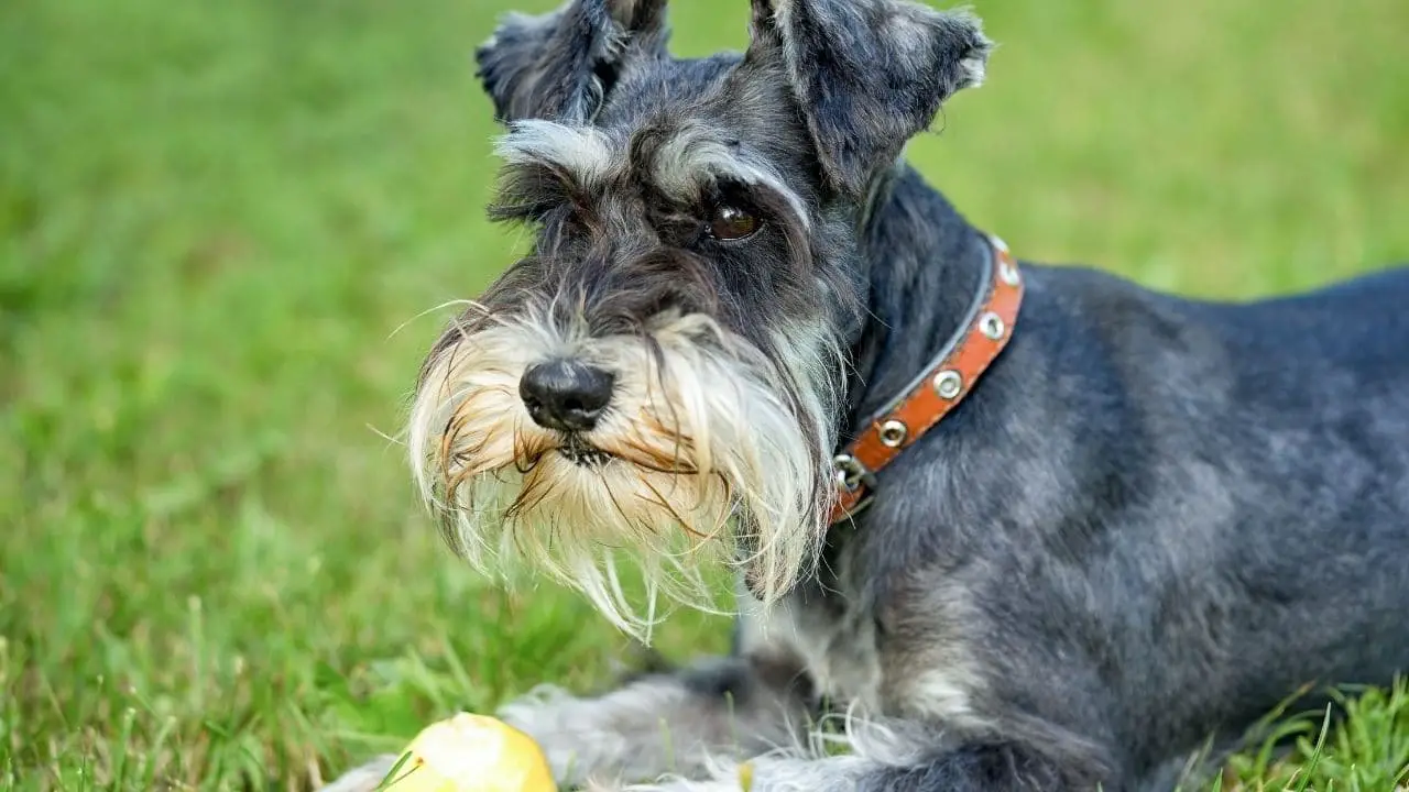 Training Tips For Your Parti Schnauzer