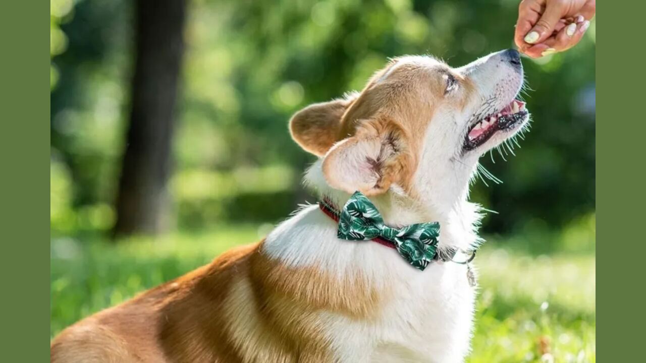 Unique Style Paws Pet Soft &Comfy Bowtie Dog Collar