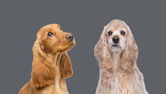 What Is The Difference Between An English And An American Cocker Spaniel
