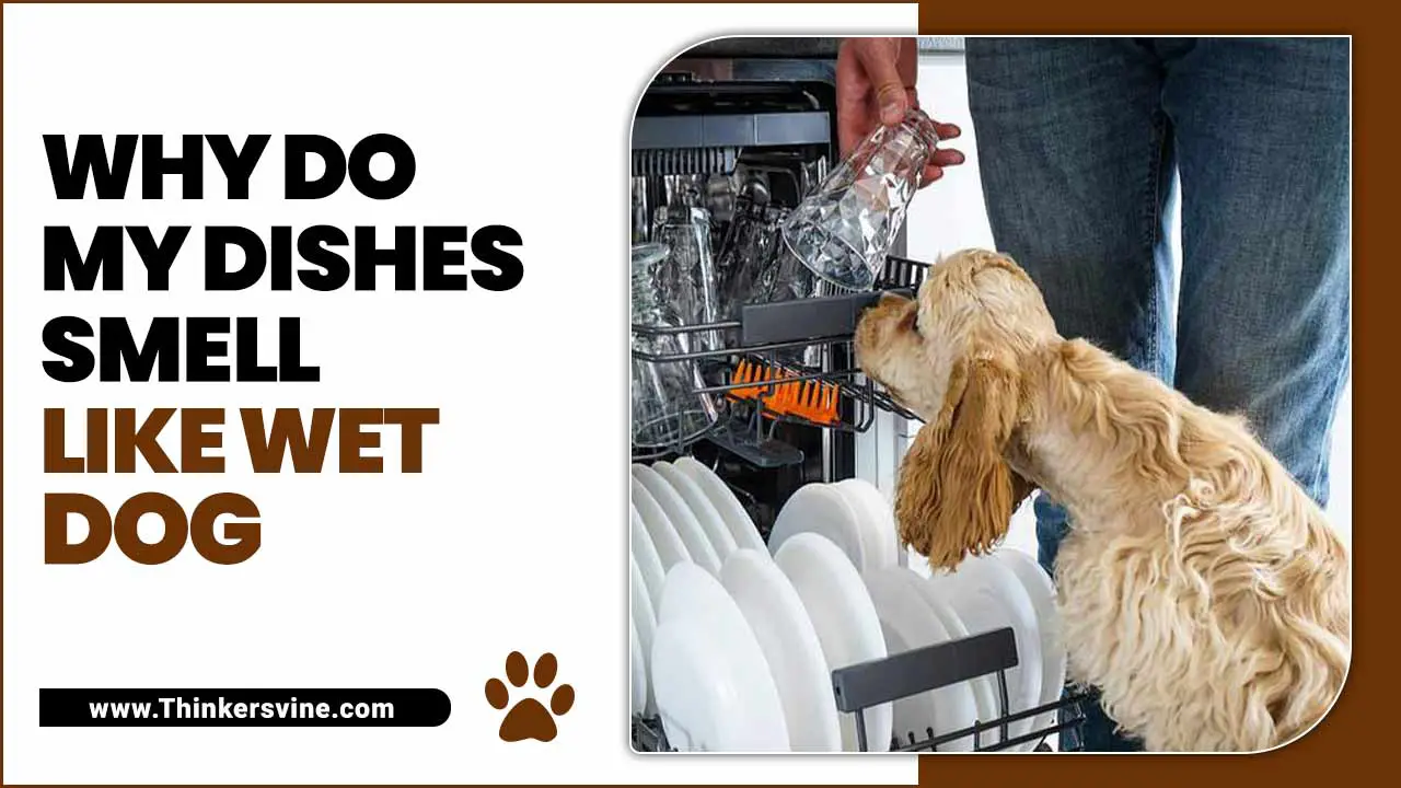 Why Do My Dishes Smell Like Wet Dog? – [Some Quick Tips]