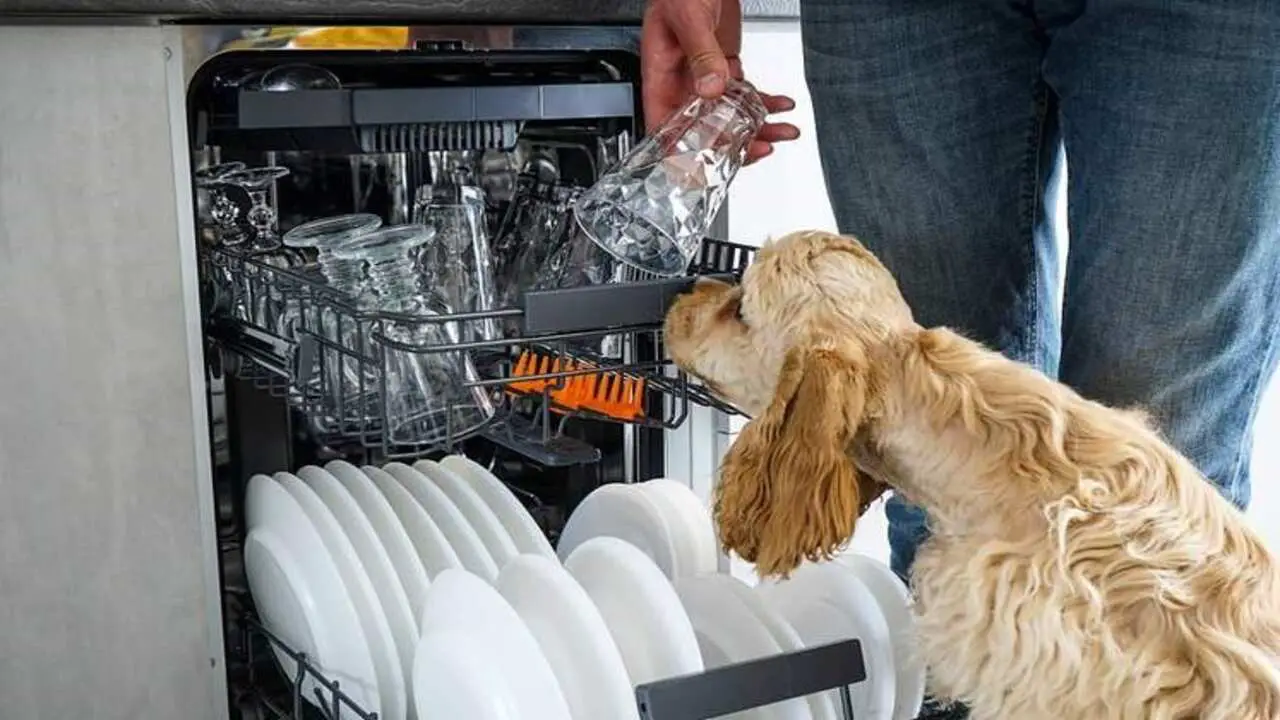 Why Does My Dishwasher Smell Like Wet Dog